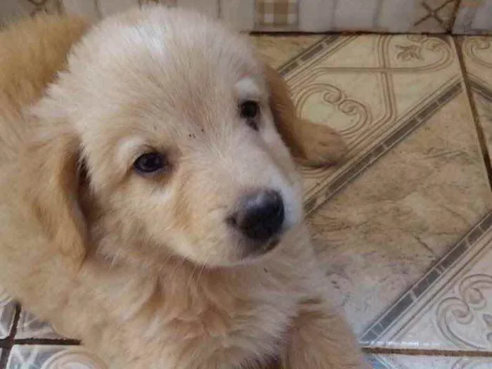 Cachorro ra a Mestiço  idade 2 a 6 meses nome Duque 