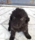 Bob 