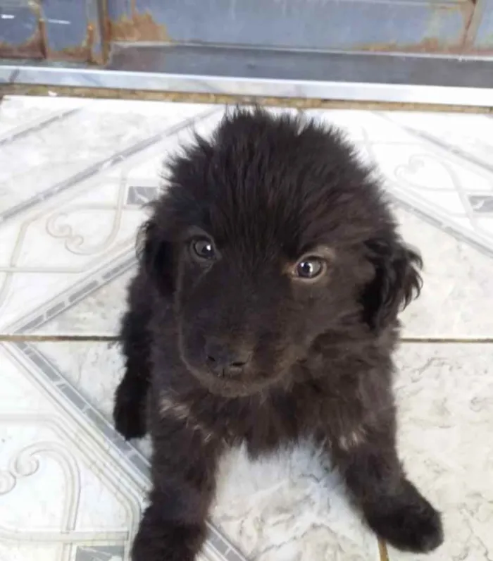 Cachorro ra a Mestiço  idade 2 a 6 meses nome Bob 