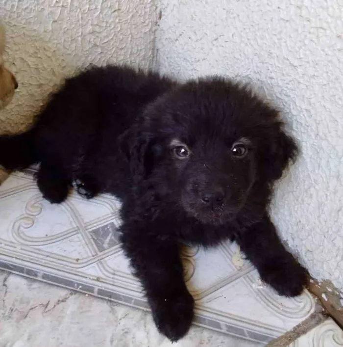 Cachorro ra a Mestiço  idade 2 a 6 meses nome Joy 