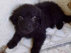 Cachorro raça Mestiço  idade 2 a 6 meses nome Joy 