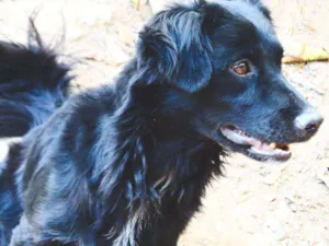 Cachorro raça Vira lata  idade 2 anos nome Scooby