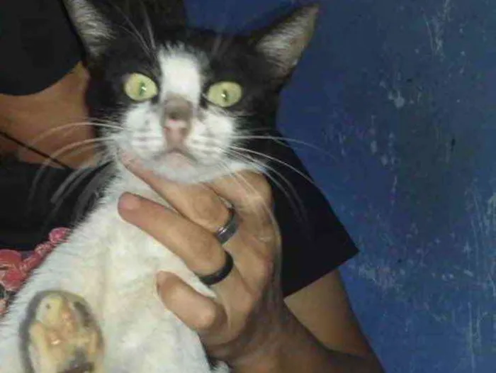 Gato ra a SRD idade 2 a 6 meses nome Anita 
