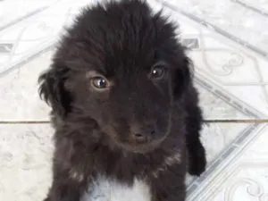 Cachorro raça Mestiço  idade 2 a 6 meses nome Bob 