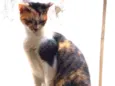 Nina