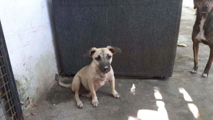 Cachorro ra a Srd idade 7 a 11 meses nome Sansao