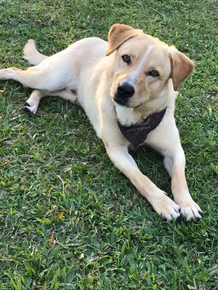 Cachorro ra a Sem raça definida  idade 1 ano nome FOFÃO 