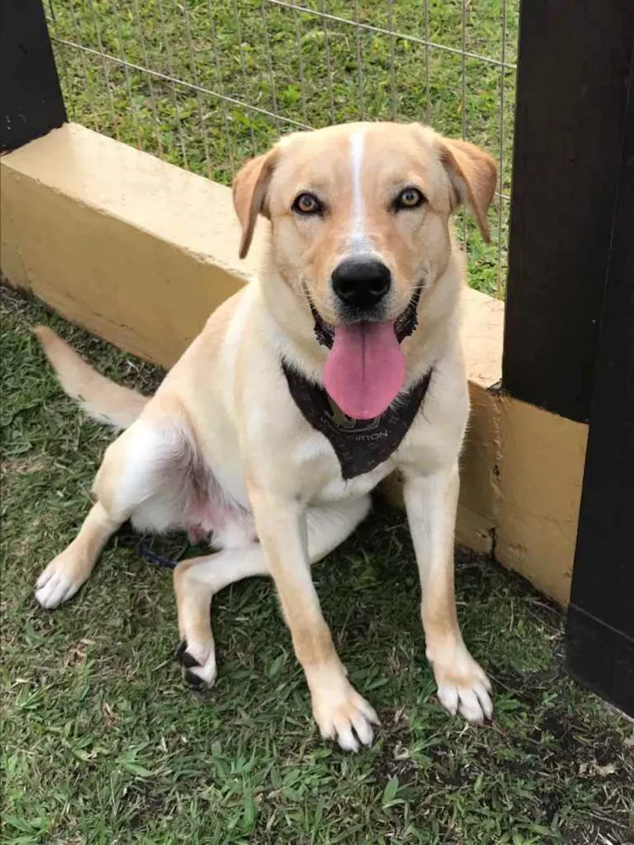 Cachorro ra a Sem raça definida  idade 1 ano nome FOFÃO 