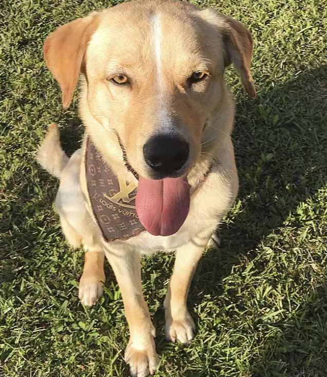 Cachorro ra a Sem raça definida  idade 1 ano nome FOFÃO 