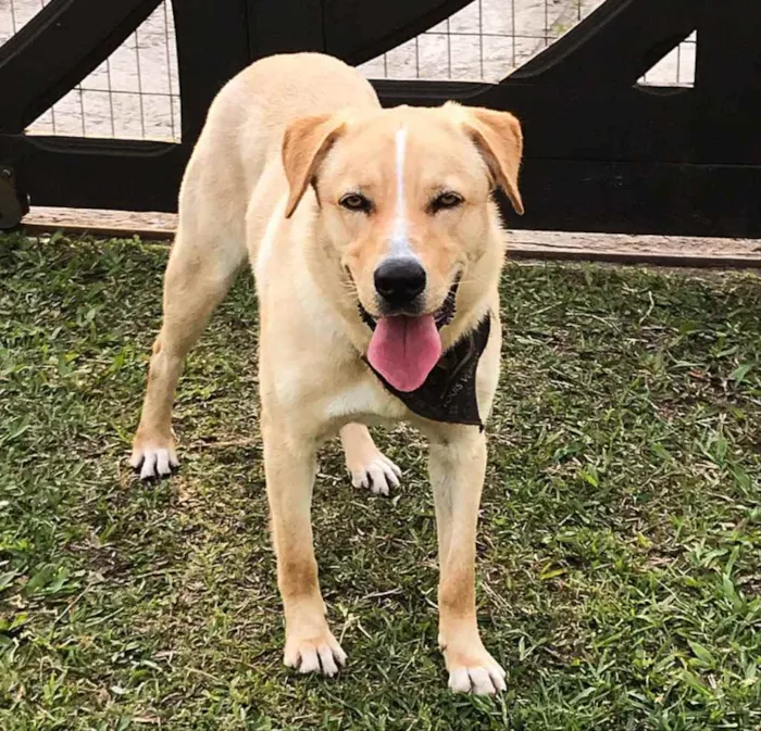 Cachorro ra a Sem raça definida  idade 1 ano nome FOFÃO 