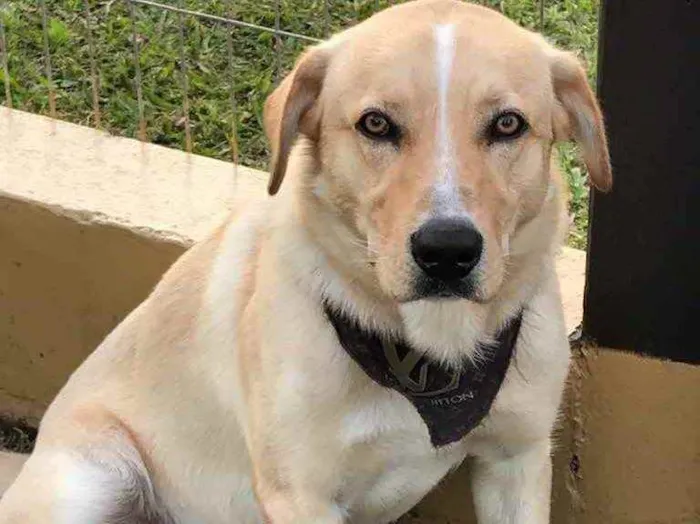 Cachorro ra a Sem raça definida  idade 1 ano nome FOFÃO 