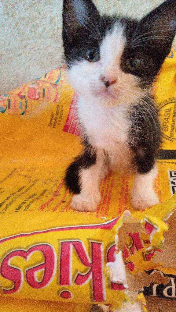 Gato ra a Srd idade Abaixo de 2 meses nome Graciosa