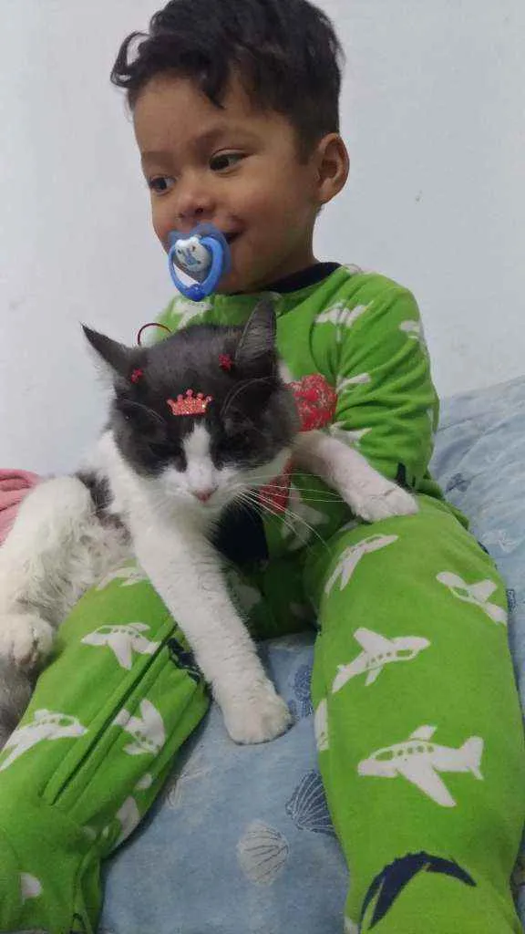 Gato ra a  idade 7 a 11 meses nome Nuna