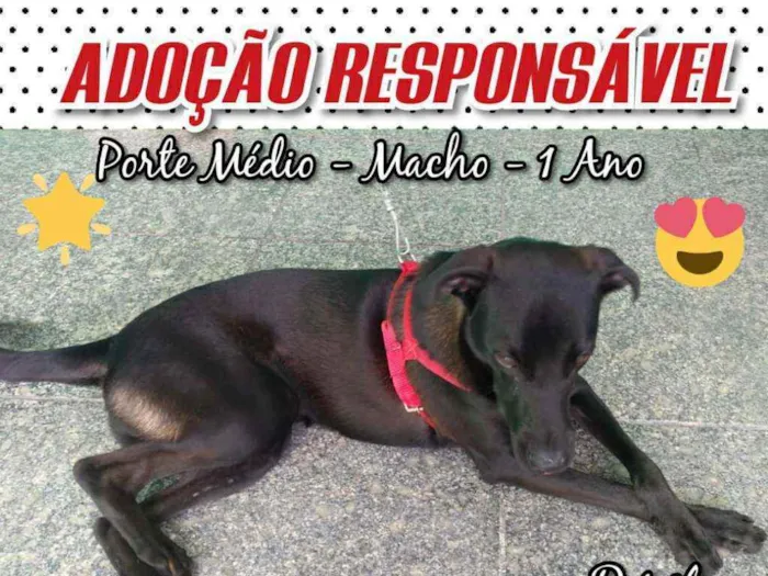 Cachorro ra a Não sei idade 1 ano nome VALENTE 