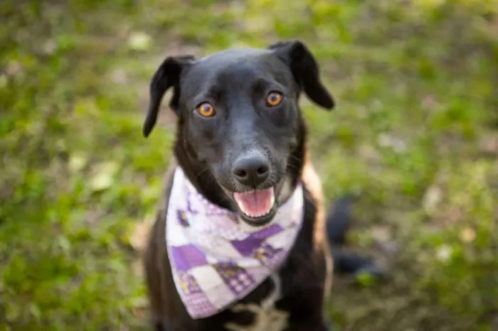 Cachorro ra a SRD-ViraLata idade 3 anos nome Fosca