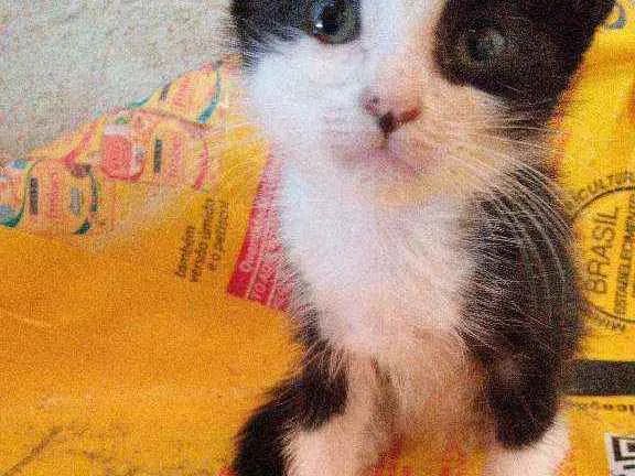 Gato ra a Srd idade Abaixo de 2 meses nome Graciosa