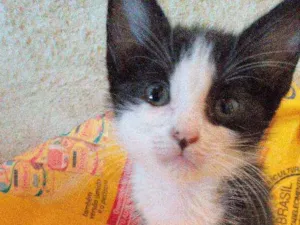 Gato raça Srd idade Abaixo de 2 meses nome Graciosa