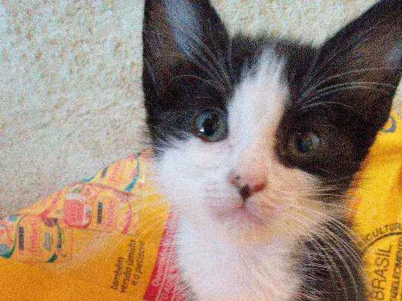 Gato ra a Srd idade Abaixo de 2 meses nome Graciosa