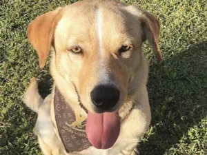 Cachorro raça Sem raça definida  idade 1 ano nome FOFÃO 