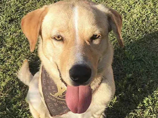 Cachorro ra a Sem raça definida  idade 1 ano nome FOFÃO 