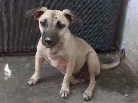 Cachorro ra a Srd idade 7 a 11 meses nome Sansao