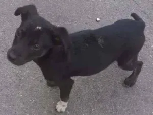 Cachorro raça SRD idade 2 a 6 meses nome Pretinha baixinha