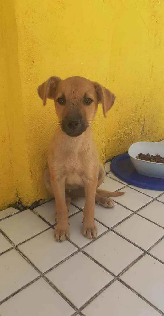 Cachorro ra a SRD idade Abaixo de 2 meses nome N tem nome 