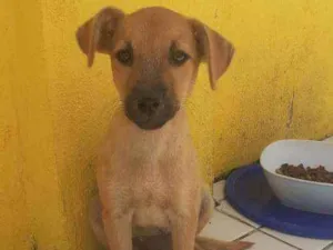 Cachorro raça SRD idade Abaixo de 2 meses nome N tem nome 