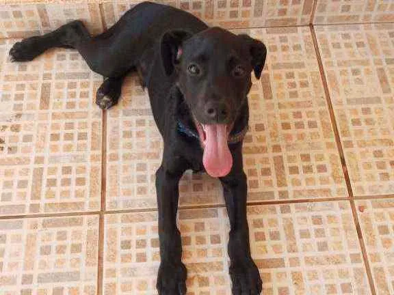 Cachorro ra a  idade 7 a 11 meses nome Bebê 