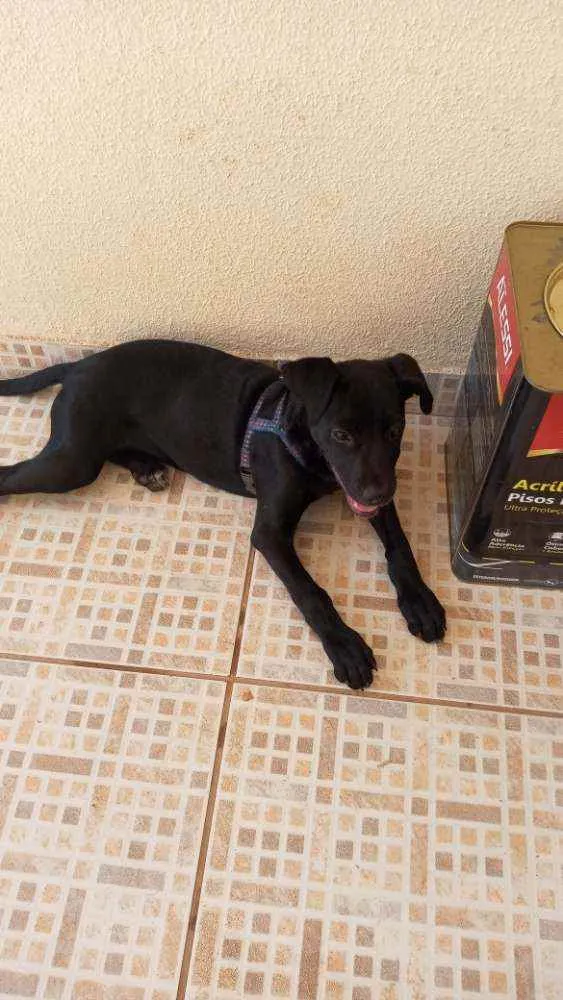 Cachorro ra a  idade 7 a 11 meses nome Bebê 