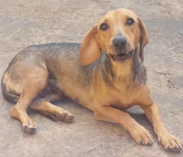 Cachorro ra a Mestiço  idade 2 anos nome Lola 