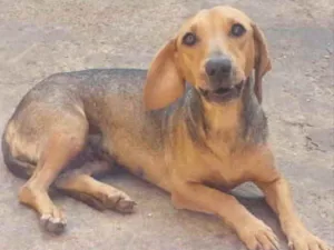 Cachorro raça Mestiço  idade 2 anos nome Lola 