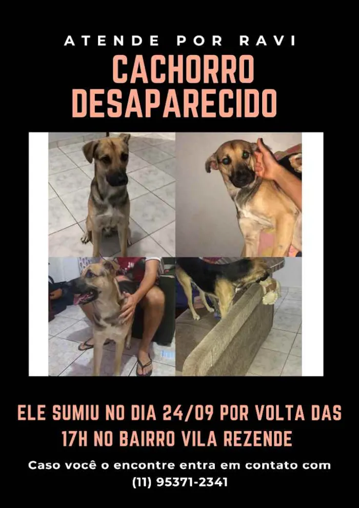 Cachorro ra a Vira Lata  idade 1 ano nome Ravi 