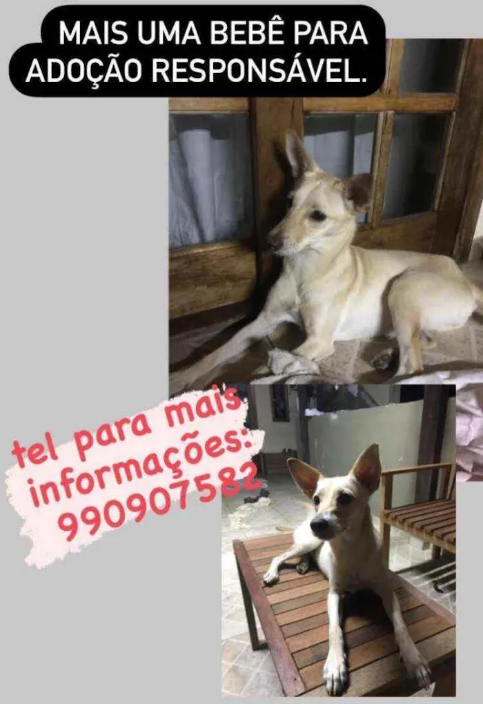 Cachorro ra a srd idade 1 ano nome Sem nome