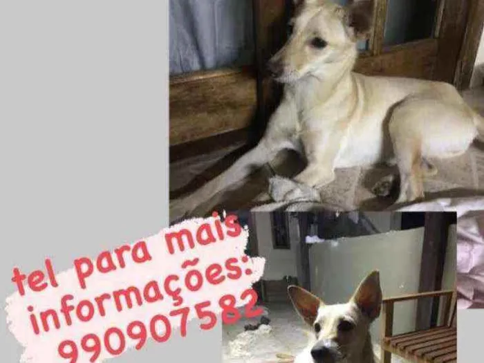 Cachorro ra a srd idade 1 ano nome Sem nome