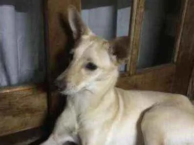 Cachorro ra a srd idade 1 ano nome Sem nome