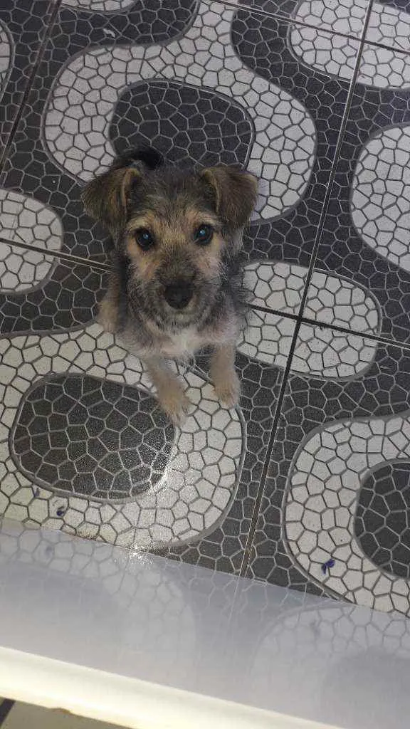 Cachorro raça Vira - lata idade 2 a 6 meses nome Lolinha