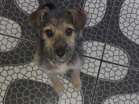 Cachorro raça Vira - lata idade 2 a 6 meses nome Lolinha