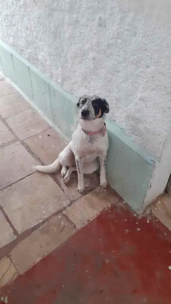 Cachorro ra a Indefinida vira latas idade 2 anos nome Spike