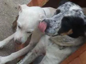 Cachorro raça Indefinida vira latas idade 2 anos nome Spike