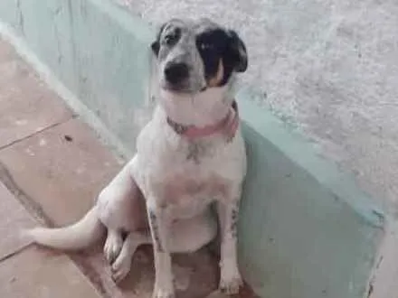 Cachorro ra a Indefinida vira latas idade 2 anos nome Spike