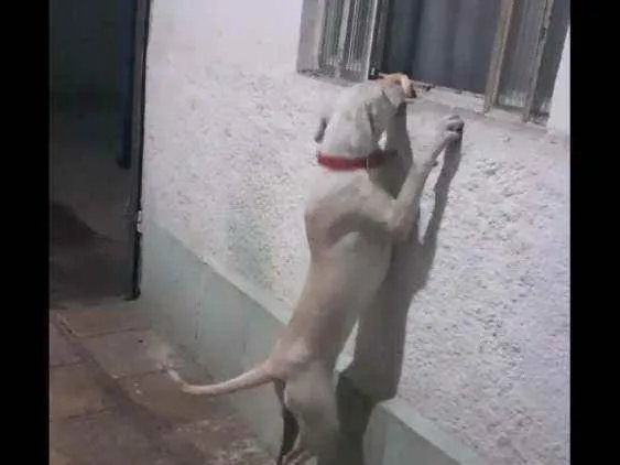 Cachorro ra a Indefinida vira latas idade 2 anos nome Spike