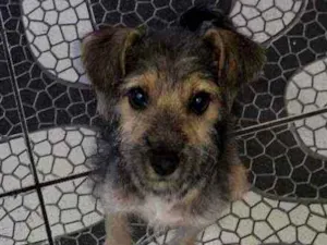 Cachorro raça Vira - lata idade 2 a 6 meses nome Lolinha