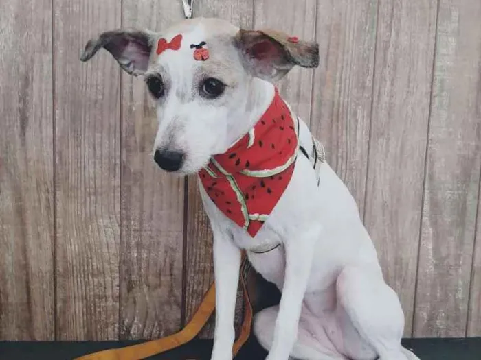 Cachorro ra a SRD-ViraLata idade 6 ou mais anos nome CINDY