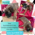 Pipoca