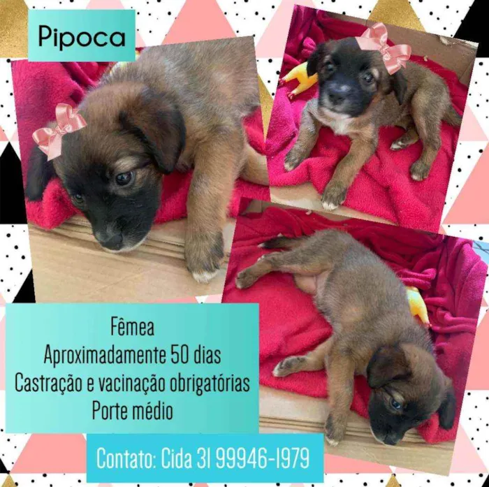 Cachorro raça Srd idade Abaixo de 2 meses nome Pipoca
