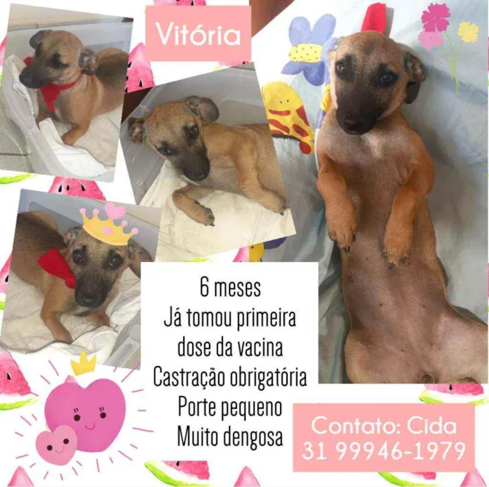 Cachorro raça Srd idade 2 a 6 meses nome Vitória