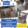 Pingo