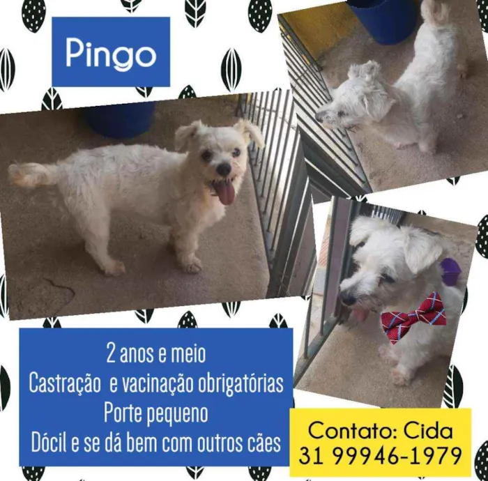 Gato raça Srd idade 2 anos nome Pingo