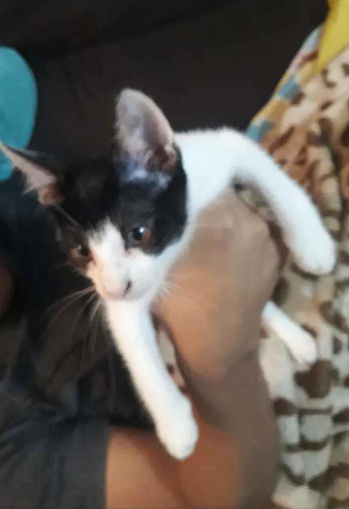 Gato ra a   idade 2 a 6 meses nome Morcego 